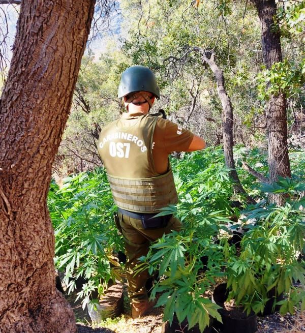 Más de 4 mil plantas de cannabis fueron incautadas por Carabineros del